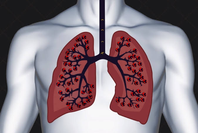 “Nutritions for Healthy Lungs: Building a Diet that Supports Respiratory Wellness”